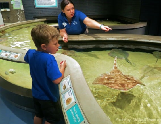 National Aquarium Touch Tank