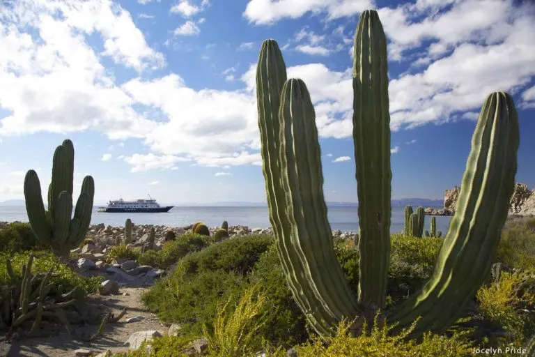 Uncruise Adventures review of the Sea of Cortez cruise Cactus in Baja California, Mexico