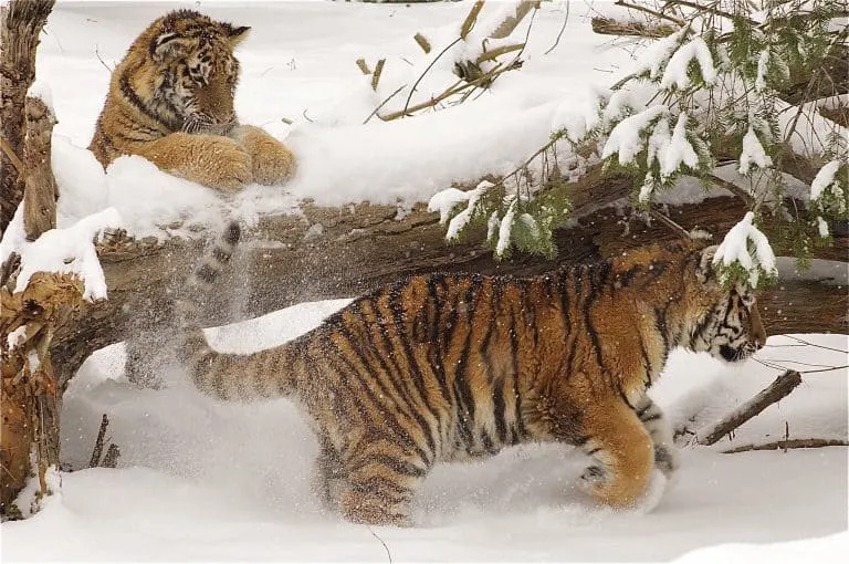 Tigers play in the snow at the Columbus Zoo