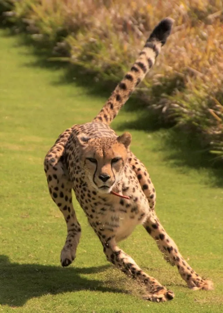 San Diego Safari Park is one ofBest Zoo in the US