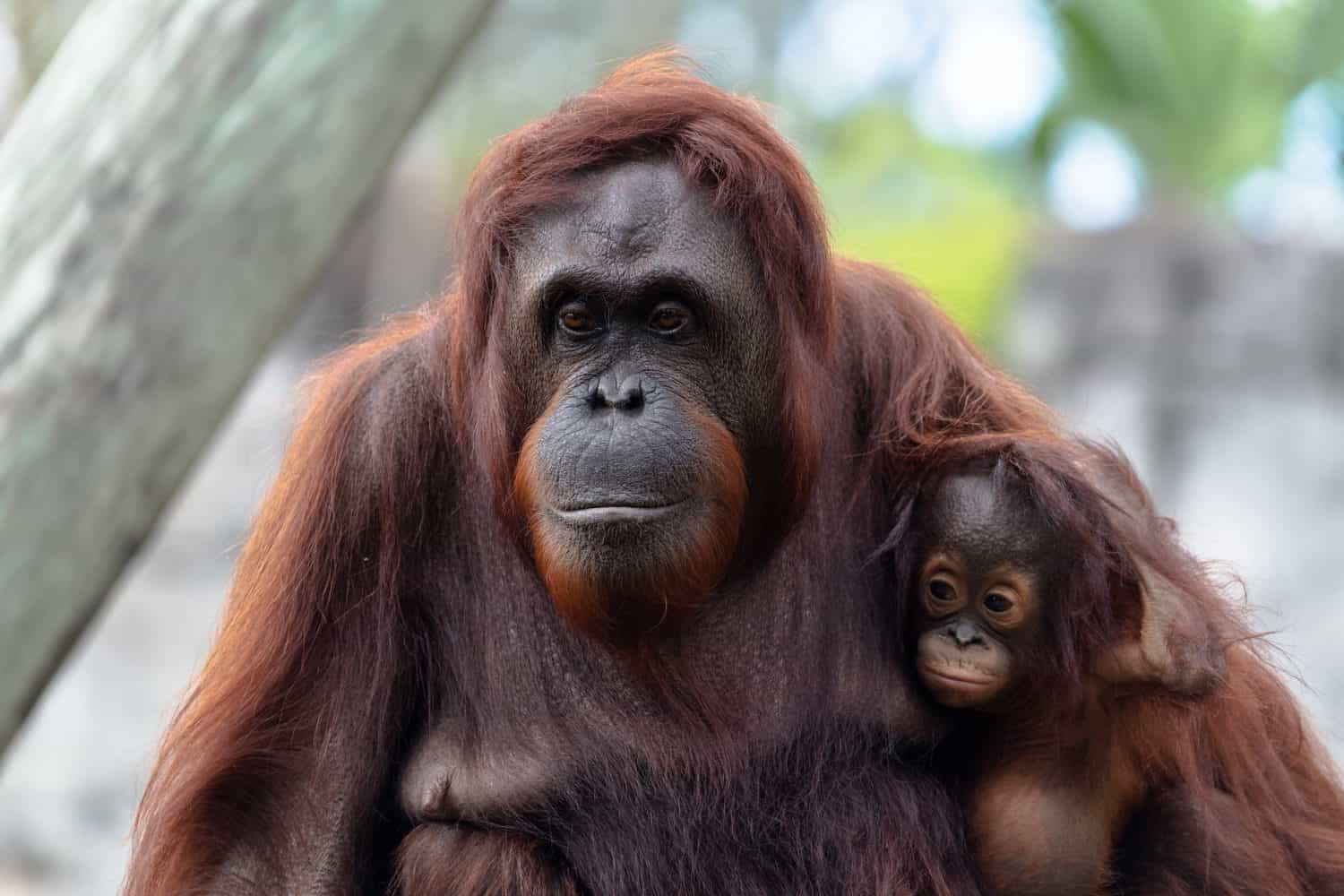 The 15 Best Zoos in the US for 2024