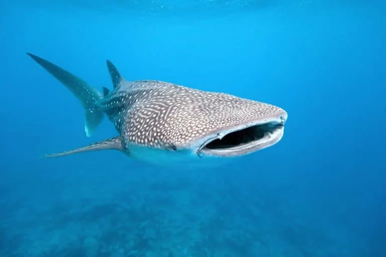 Uncruise Adventures review of the Sea of Cortez cruise Whale shark