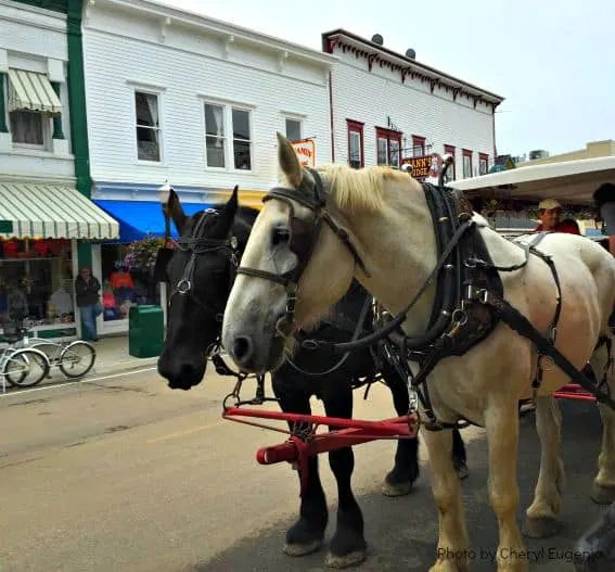 Mackinac Island Michigan Carriage Tour Horse