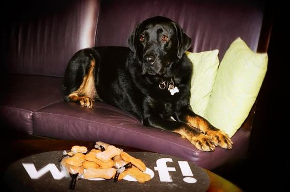 7 Great Hotel Chains for Pet-Friendly Travel - Trekaroo Blog