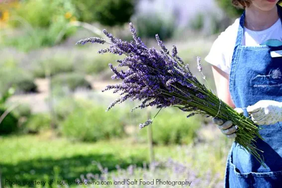 lavender farm