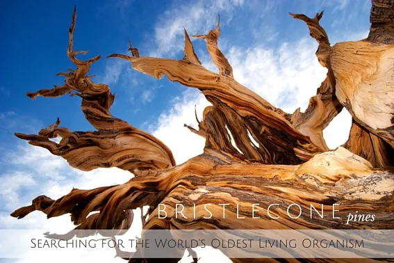 BRISTLECONE PINES- Finding the world's oldest living organism
