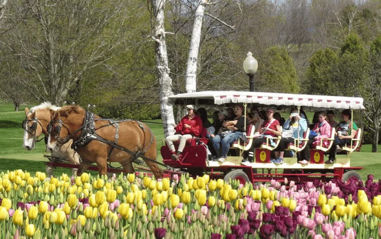 Mackinac Island Carriage Tour