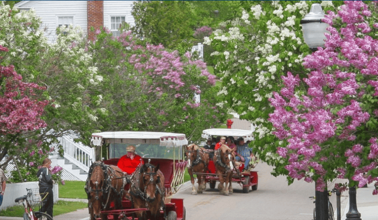 Mackinac Island Liliacs