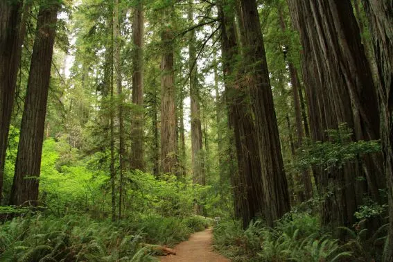 Stout_Memorial_Grove_in_Jedediah_Smith_Redwoods_State_Park_in_2011_(16)