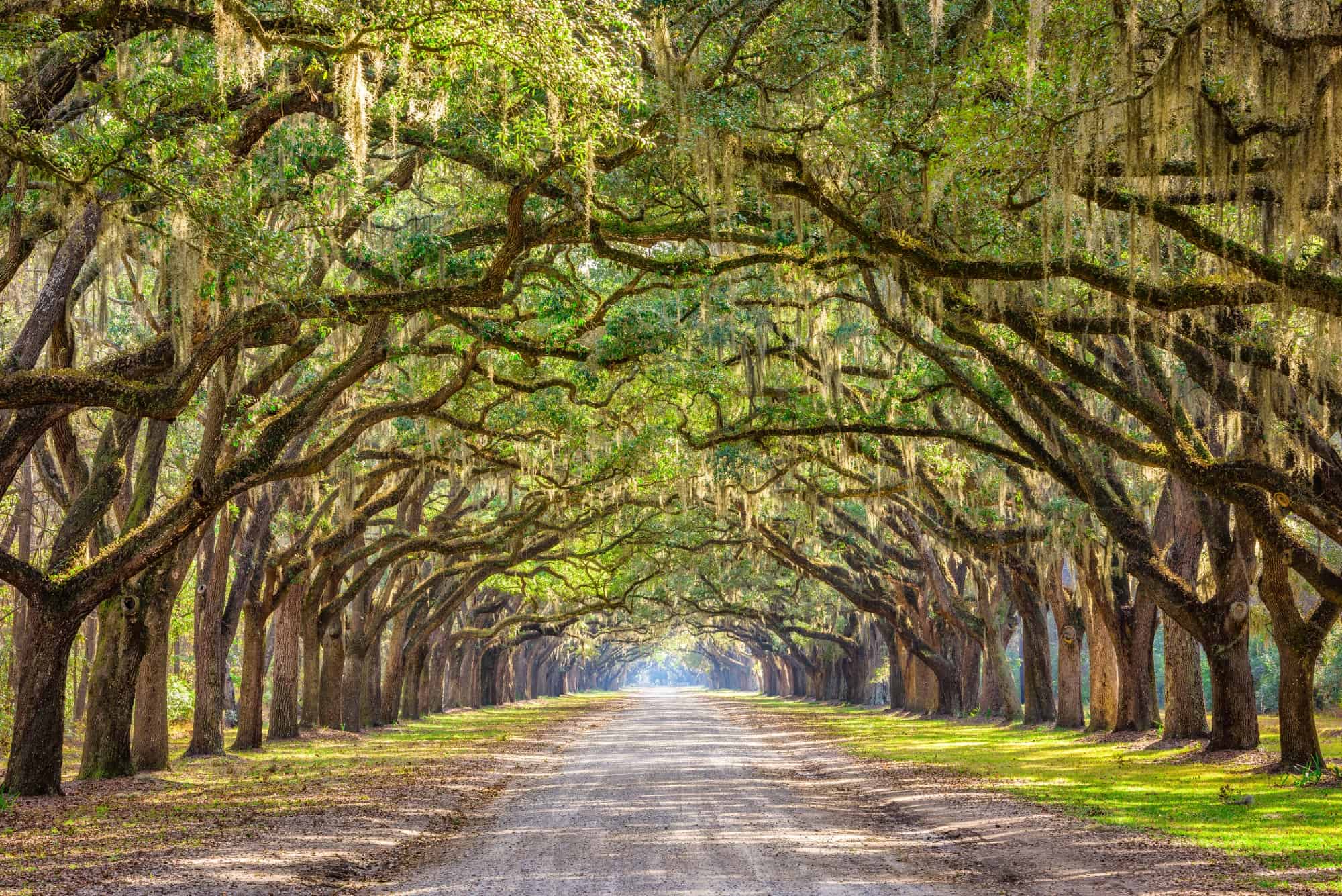 Road Trip From Charleston To Savannah By Bigstock 