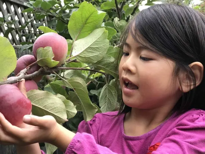 Apple Picking Orchards, Recipes and Activities