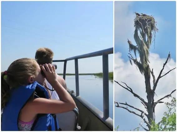 Birdwatching Osprey Nest Pascagoula River Eco Tours of South Mississippi