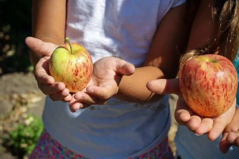 Apple Picking Orchards, Recipes, and Activities 1