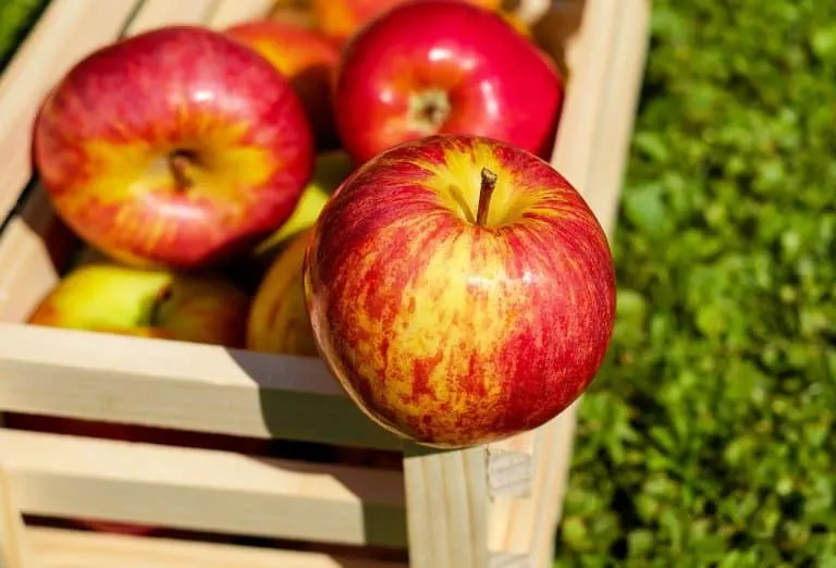 Apple Picking Orchards, Recipes, and Activities 2