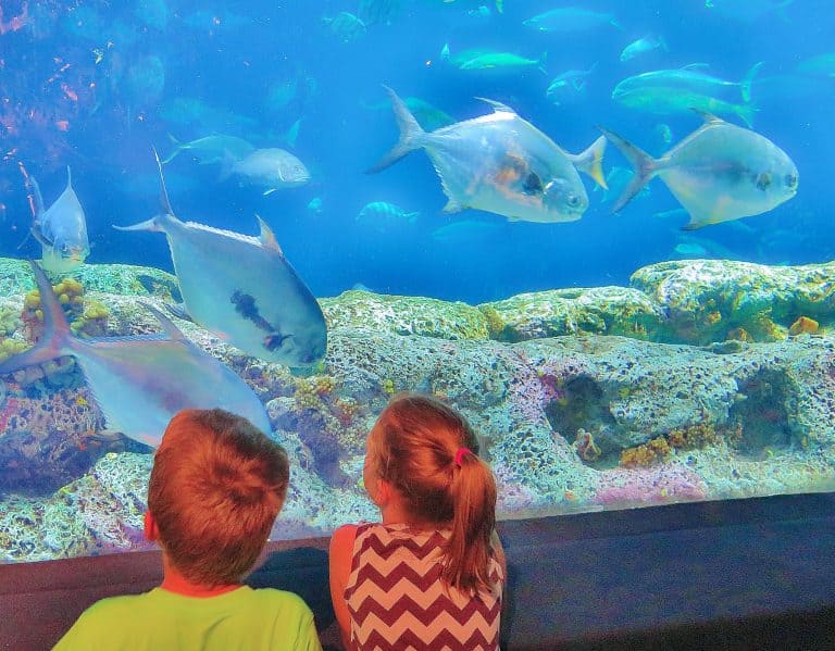 Charleston South Carolina kids activities inclulde the South Carolina Aquarium