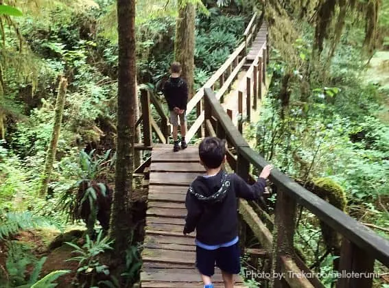 Vancouver-Rain-Forest-Trail-Trekaroo-Tofino