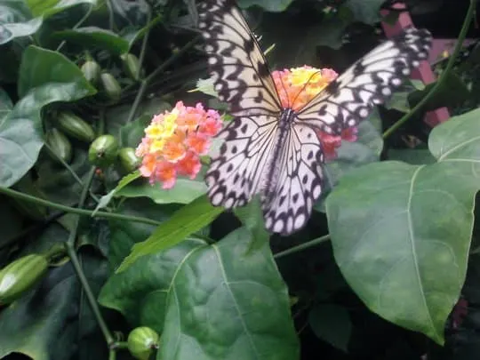 butterflygarden