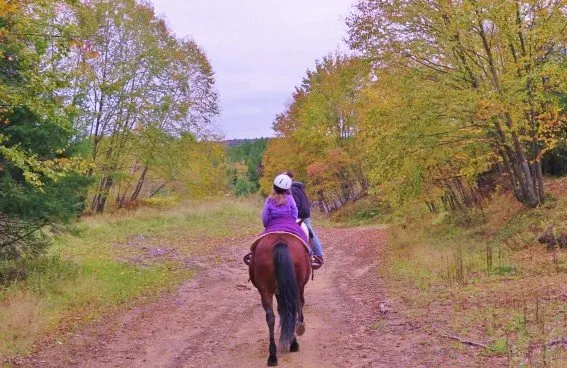 things to do in pennsylvania: a Trail Ride through Cook Forest