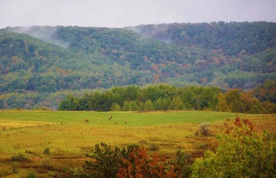 things to do in pennsylvania: explore Elk Country 
