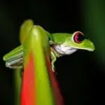 bigstock-Red-eyed-Tree-Frog-73649818