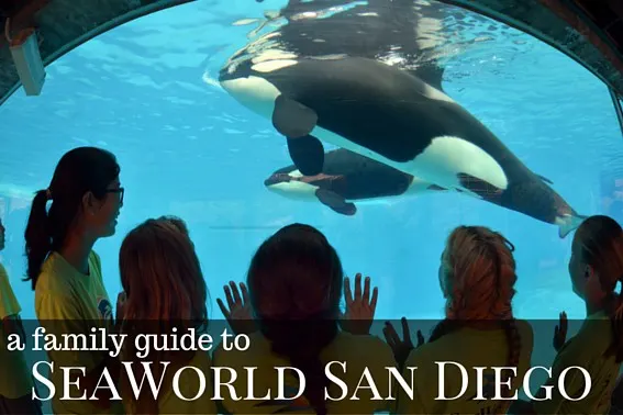 A Family Guide to SeaWorld San Diego with Kids- Rides, Shows, What to Eat, What to Do, and More