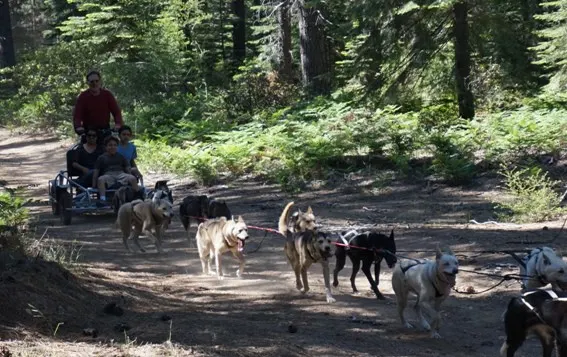 Did you know that you can ride a dogsled in the summer? Outdoor Activities in Redding, CA - From hiking and biking to fishing, houseboating, exploring national and state parks, caves, and so much more, Redding is much more than a gas stop on your route through Northern California #Redding #trekarooing #familytravel