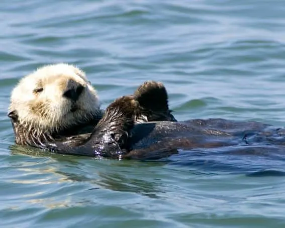 This adorable Sea Otter plays in the Pacific on the coast outside Monterey. See what adventures your family might explore in Monterey County.