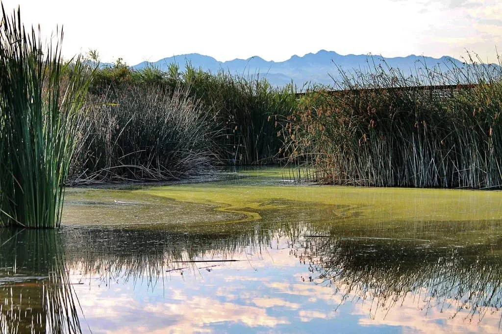 Visiting clark county wetlands is one of the great outdoor activities in Las Vegas