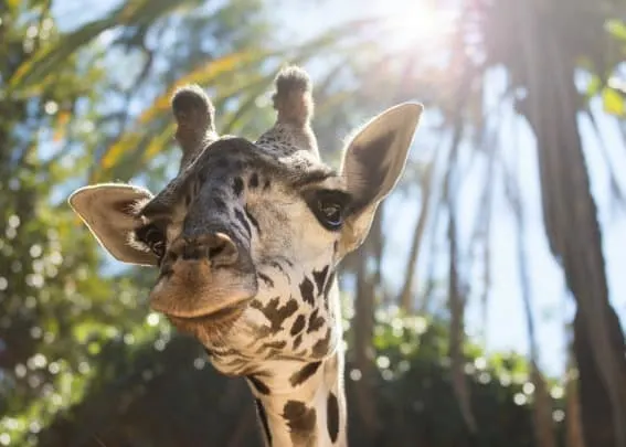 The Los Angeles Zoo and Botanical Gardens, located in Griffith Park, is a fabulous kid-friendly zoo that your family shouldn't miss.