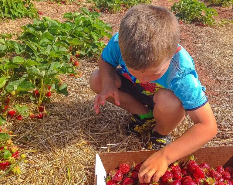 Fun Things to Do in Maryland with Kids Berry Picking