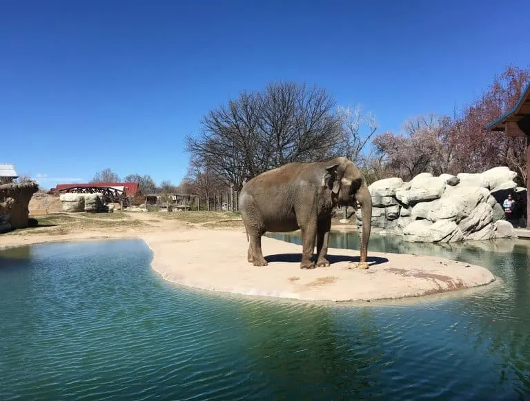 denver zoo by tiffany vaughn