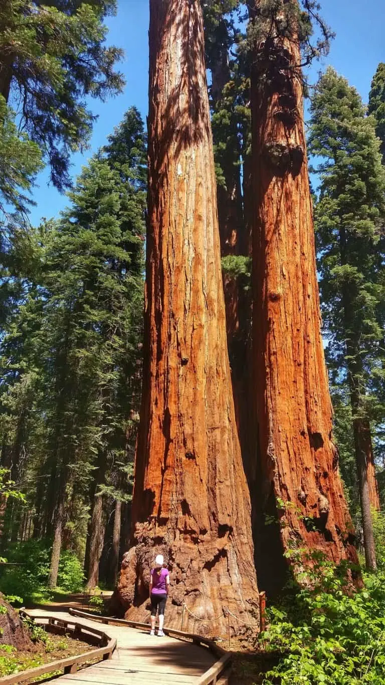 Calaveras Big Trees State Park is one of the best state parks in the USA