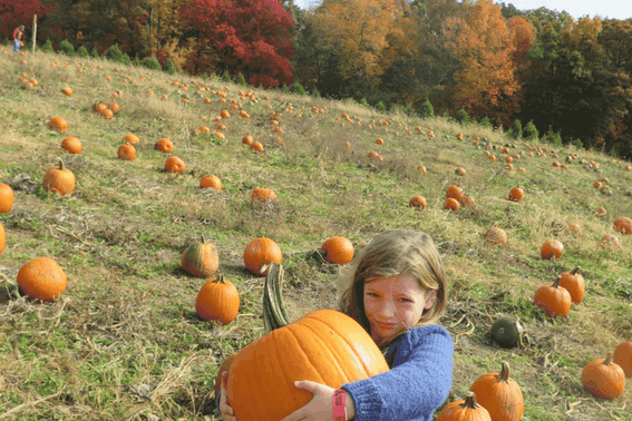 Pumpkin Patch Near Gainesville Texas