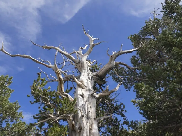 Bristlecone loop