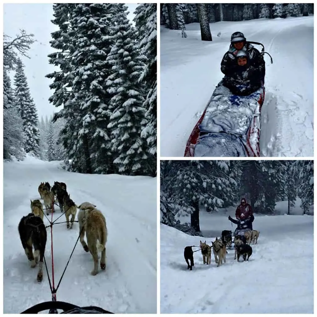 dogsledexpress3