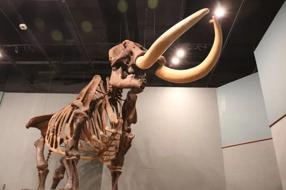 giant-mastadon-tallahassee-florida-trekaroo