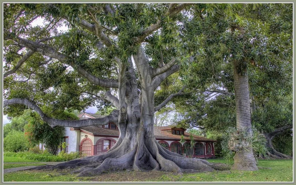 moreton bay fig tree photo