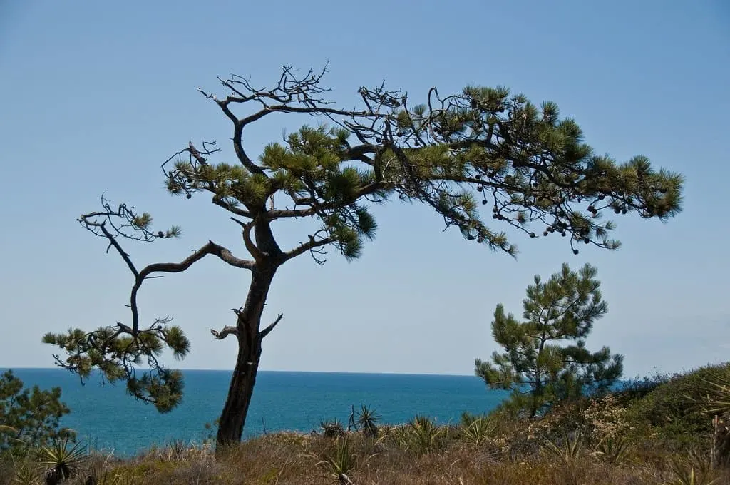 visiting torrey pines are great things to do in San Diego