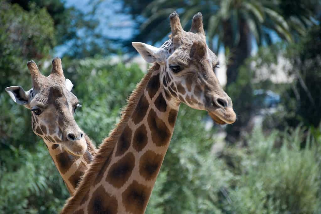 Santa Barbara Zoo giraffe photo