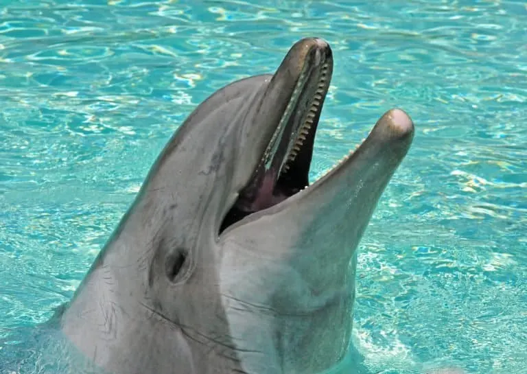 Dolphin at SeaWorld San Diego
