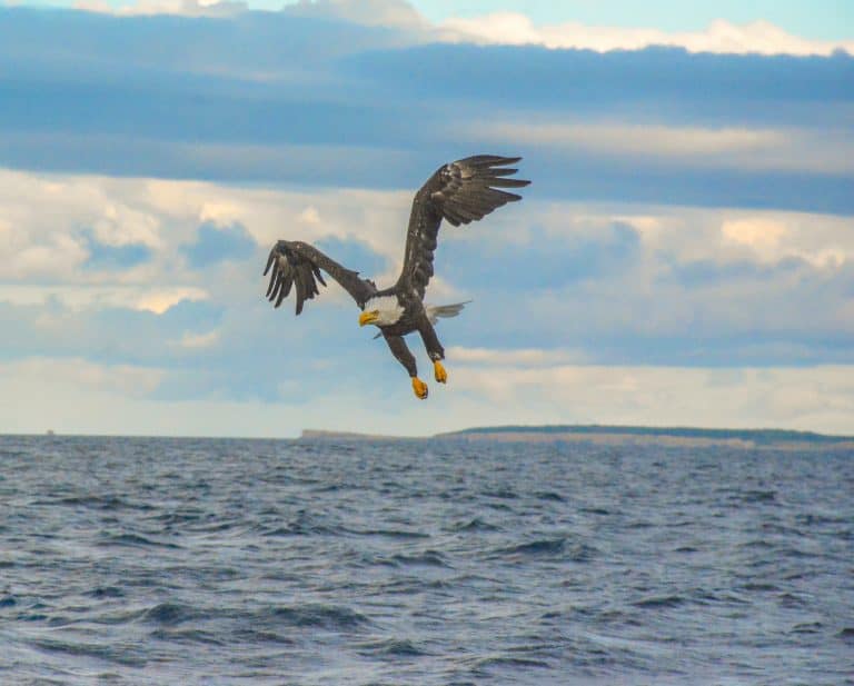 Bald Eagle in Nova Scotia