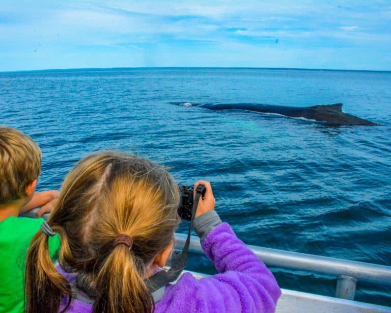 Nova Scotia Road Trip Whale Watching Brier Island