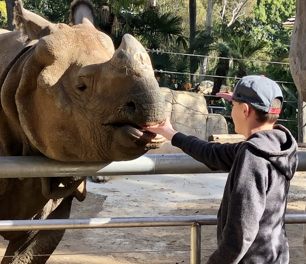 Feeding a rhino at the San Diego Zoo