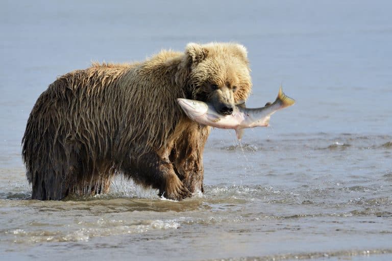 Uncruise Alaska Small Ship Alaska Cruise Bear