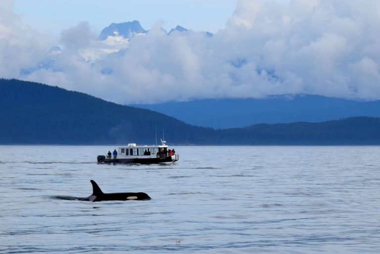 Uncruise Alaska Small Ship Alaska Cruise with kids orca