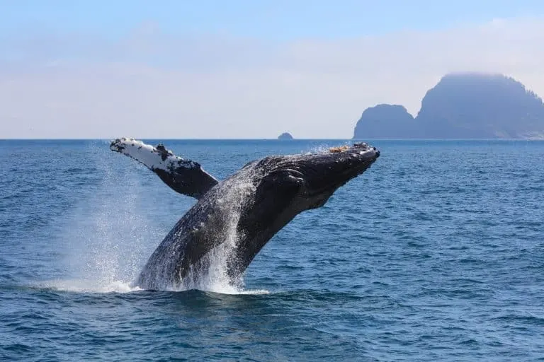 Uncruise Alaska Small Ship Alaska Cruise with kids whale