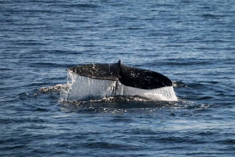 Gray whale tale