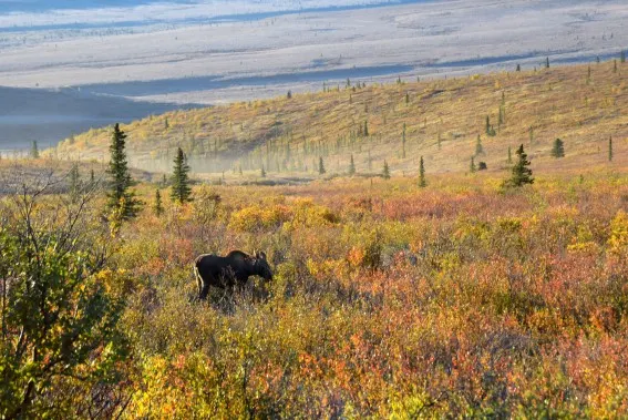 An Alaska Cruise National Park excursion is great for those hoping to spot the famous wildlife of Denali, as well as a glimpse of the mountain itself.