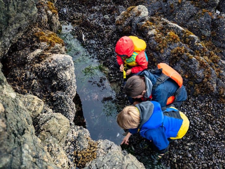 tide Pools with kids