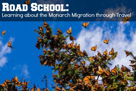 learn about monarch migration through travel